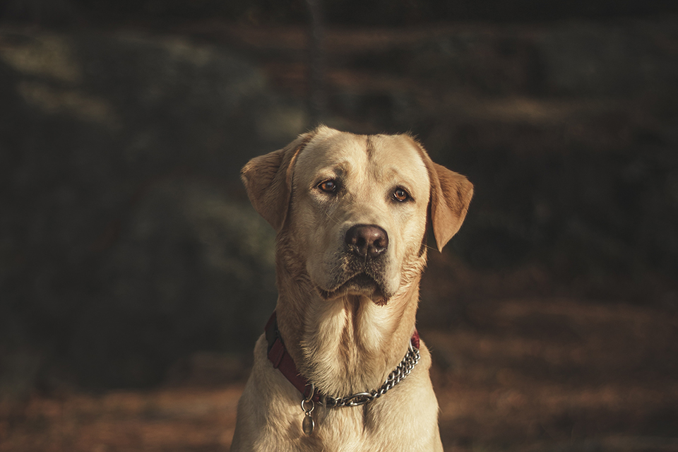 悲しそうな表情の犬